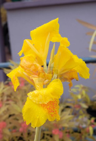 Foto de Hermoso color amarillo canna indica lirio flor planta - Imagen libre de derechos