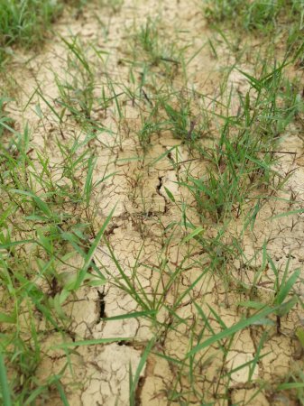 Foto de Dry cracked soil texture backgrounddry crack earth at the agriculture land due to drought. - Imagen libre de derechos
