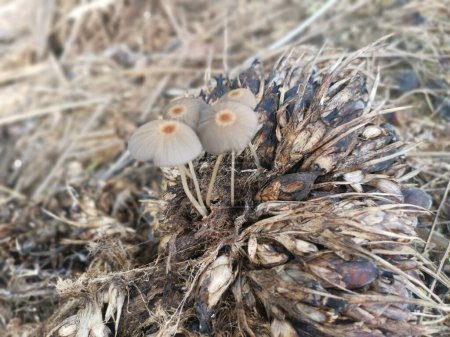 Téléchargez les photos : Psathyrellaceae mushrooms sprouting out from the ground - en image libre de droit
