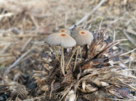 Téléchargez les photos : Psathyrellaceae mushrooms sprouting out from the ground - en image libre de droit