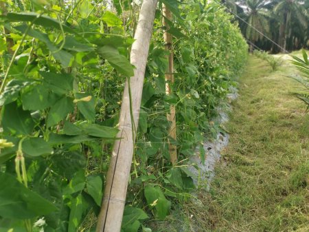 Téléchargez les photos : Légumes d'asperges vertes cultivés à la ferme. - en image libre de droit