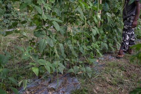 Téléchargez les photos : Légumes d'asperges vertes cultivés à la ferme. - en image libre de droit