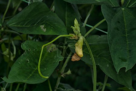 Téléchargez les photos : Bulbe fleuri d'asperges vertes poussant sur la tige. - en image libre de droit