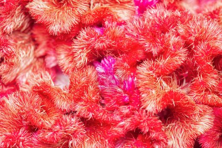 Foto de Close up shot of the red plumed silver cock's comb flower. - Imagen libre de derechos