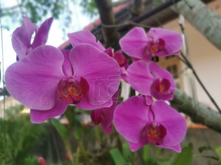 Photo for Image of the Pink Phalaenopsis Orchid Plant - Royalty Free Image