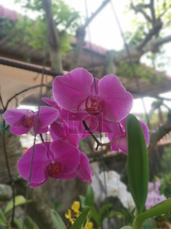 Téléchargez les photos : Image de la plante d'orchidée rose Phalaenopsis - en image libre de droit