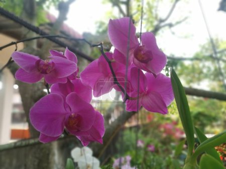 Téléchargez les photos : Image de la plante d'orchidée rose Phalaenopsis - en image libre de droit