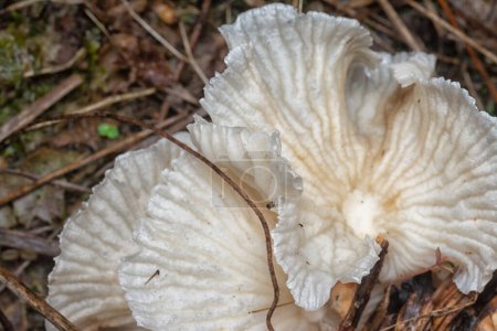 Photo for Close up shot of the wild funnel fan-shaped mushrooms - Royalty Free Image
