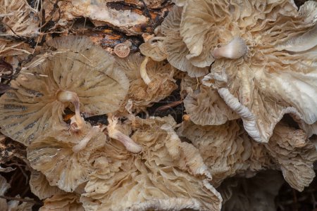 Photo for Close up shot of the wild funnel fan-shaped mushrooms - Royalty Free Image