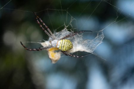 Foto de Araña amarilla del jardín y el saco de huevo colgando de la tela. - Imagen libre de derechos