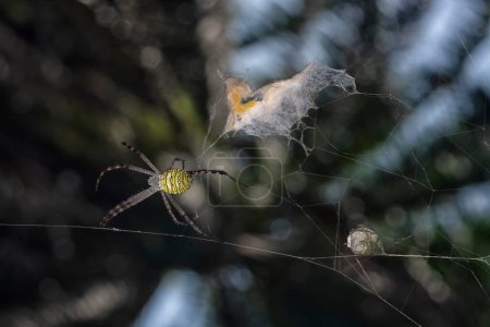 Foto de Araña amarilla del jardín y el saco de huevo colgando de la tela. - Imagen libre de derechos