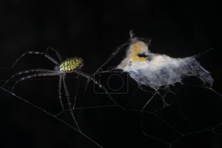 Téléchargez les photos : Araignée de jardin jaune et le sac d'oeuf accroché sur la toile. - en image libre de droit