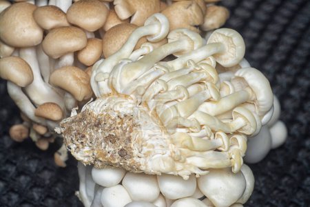 Téléchargez les photos : Plan rapproché de la grappe de champignons à coquilles. - en image libre de droit