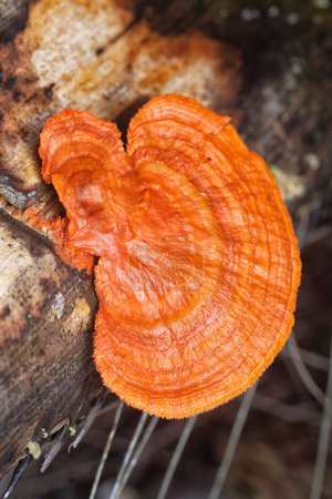 Photo for Close shot of the cinnabar polypore fungus - Royalty Free Image