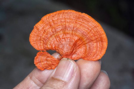 Photo for Close shot of the cinnabar polypore fungus - Royalty Free Image