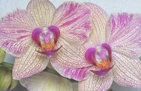 Photo for Close shot of the Phalaenopsis Yu-Pin Fireworks Big-Lip Moth Orchid. - Royalty Free Image