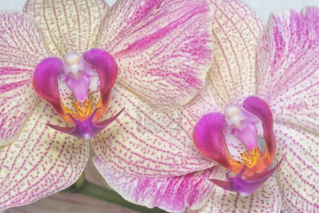Photo for Close shot of the Phalaenopsis Yu-Pin Fireworks Big-Lip Moth Orchid. - Royalty Free Image