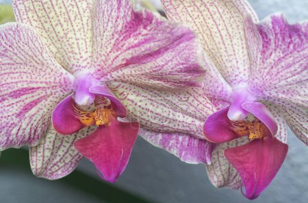 Téléchargez les photos : Gros plan de la Phalaenopsis Yu-Pin feux d'artifice Big-Lip Moth Orchid. - en image libre de droit