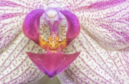 Téléchargez les photos : Gros plan de la Phalaenopsis Yu-Pin feux d'artifice Big-Lip Moth Orchid. - en image libre de droit