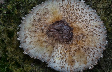 Photo for Closeup shot of the decaying cap termitomyces mushrooms. - Royalty Free Image