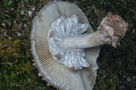 closeup shot of the decaying cap termitomyces mushrooms.
