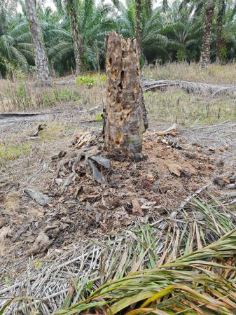 Photo for Scene of the decomposed oil palm tree trunk at the field - Royalty Free Image