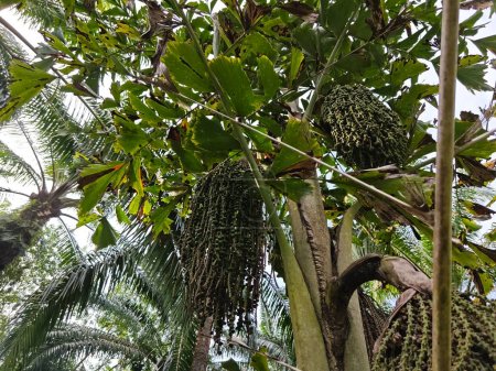 Photo for Wild caryota mitis tree growing in wild plantation - Royalty Free Image