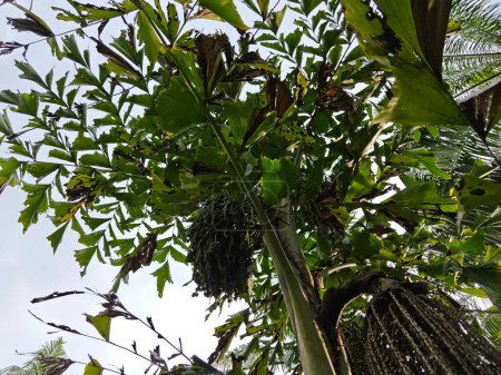 Photo for Wild caryota mitis tree growing in wild plantation - Royalty Free Image