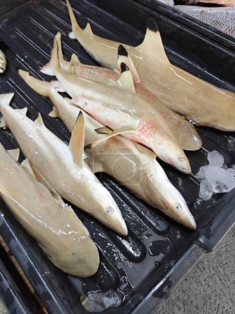 Téléchargez les photos : Bébés requins sur le plateau à vendre - en image libre de droit