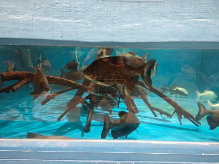 Foto de El acuario interior con varias especies de peces grandes. - Imagen libre de derechos