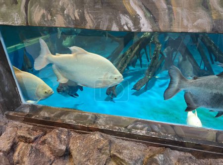 Téléchargez les photos : L'aquarium intérieur avec plusieurs espèces de gros poissons. - en image libre de droit