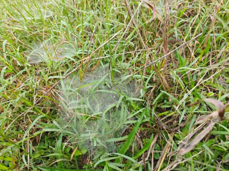 Téléchargez les photos : Rosée sur les tiges de l'araignée herbe. - en image libre de droit
