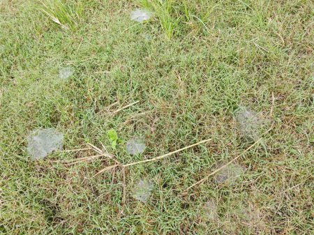 Téléchargez les photos : Rosée sur les tiges de l'araignée herbe. - en image libre de droit