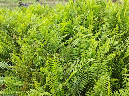 Téléchargez les photos : Types de fougères feuilles plantes trouvées dans la plantation. - en image libre de droit