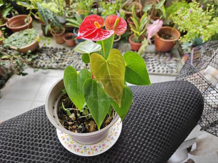 Photo for A pot of small red petal anthurium plant - Royalty Free Image