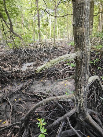 Foto de Paisaje de la costa del bosque de manglares. - Imagen libre de derechos