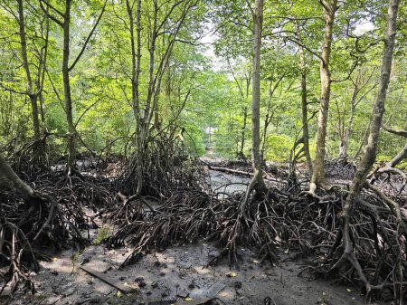 Photo for Coastline landscape scene of the mangrove forest. - Royalty Free Image