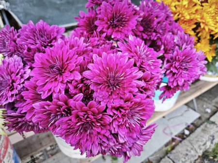 Photo for Beautiful variety of Chrysanthemums flower color petals. - Royalty Free Image