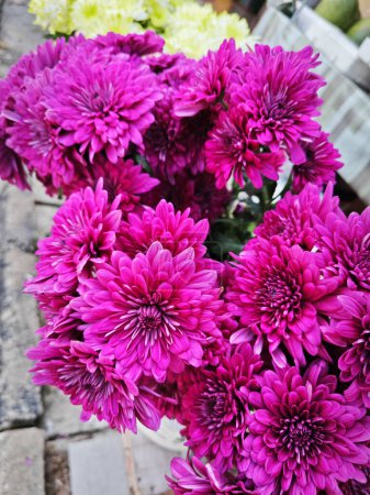 Photo for Beautiful variety of Chrysanthemums flower color petals. - Royalty Free Image