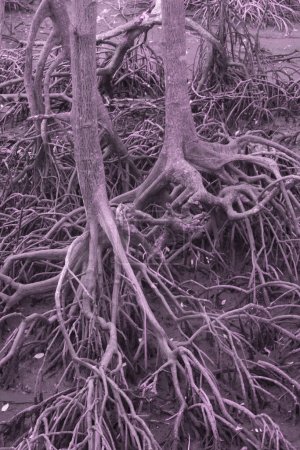 Foto de Imagen infrarroja del bosque de manglares frondosos. - Imagen libre de derechos
