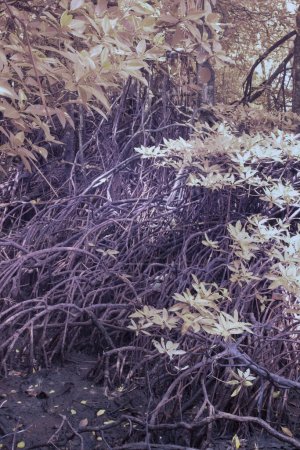 Photo for Infrared image of the bushy mangrove forest. - Royalty Free Image