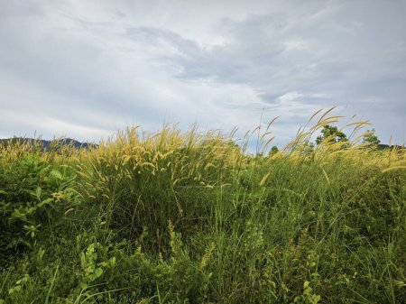 Foto de Pradera arbustiva salvaje de setaria knootroot bristlegrass - Imagen libre de derechos
