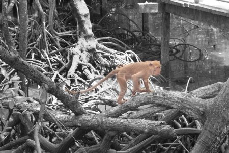 Photo for Infrared image of the macaque monkey activities at the mangrove forest park. - Royalty Free Image
