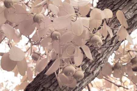 Photo for Infrared image of the mangrove leafy foliage. - Royalty Free Image