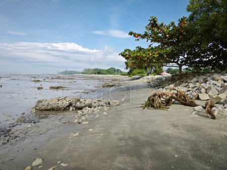 Photo for Swampy mud beach environment at the low-tide beach. - Royalty Free Image