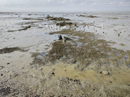 Photo for Swampy mud beach environment at the low-tide beach. - Royalty Free Image