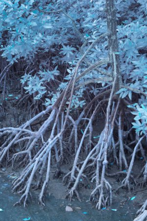 Photo for Infrared image of the leafy foliage of the mangrove tree. - Royalty Free Image