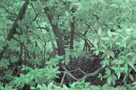 Photo for Infrared image of the leafy foliage of the mangrove tree. - Royalty Free Image