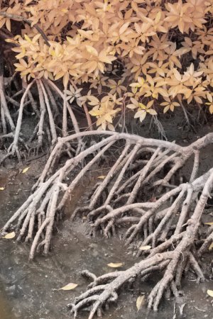 Photo for Grungy infrared image of the mangrove roots in the muddy seaside. - Royalty Free Image