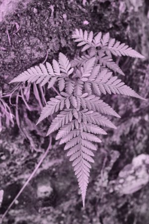 Téléchargez les photos : Image infrarouge des feuilles sauvages de fougère feuillue - en image libre de droit